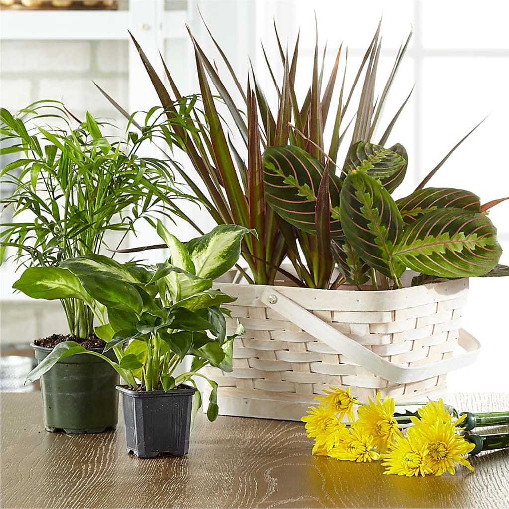 Florist Designed Blooming and Green Plants in a Basket – Flowers Y Detallitos Analy, Durham NC