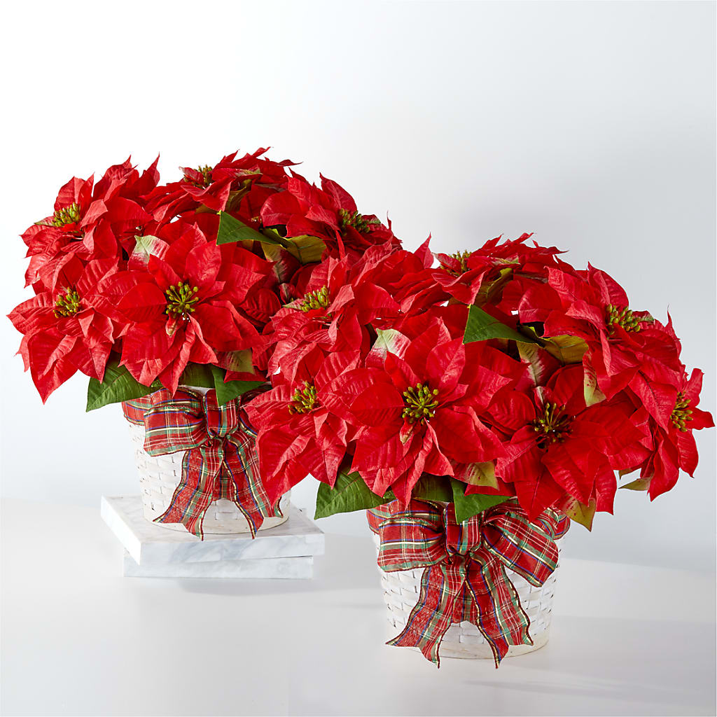 Happiest Holidays Poinsettia Bundle – Flowers Y Detallitos Analy, Durham NC