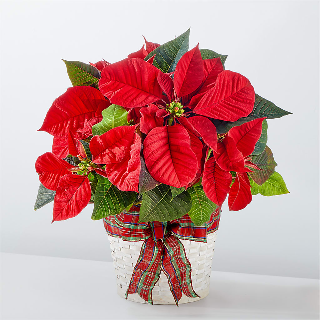 Happiest Holidays Poinsettia – Flowers Y Detallitos Analy, Durham NC
