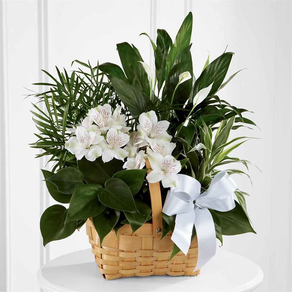 Peace & Serenity Dishgarden – Flowers Y Detallitos Analy, Durham NC