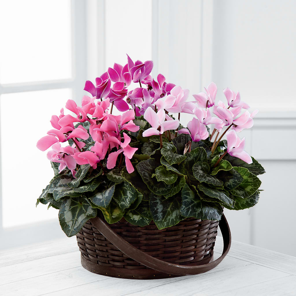 Mixed Cyclamen Planter – Flowers Y Detallitos Analy, Durham NC