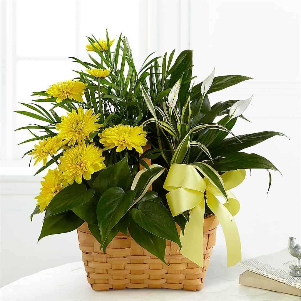 Loving Light Dishgarden – Flowers Y Detallitos Analy, Durham NC