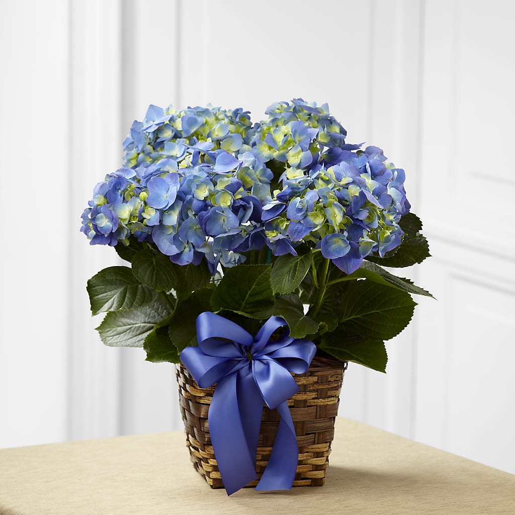 Blue Hydrangea Planter – Flowers Y Detallitos Analy, Durham NC