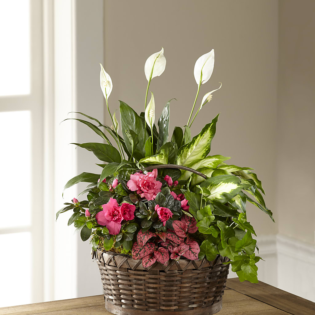 Dream in Pink Dishgarden – Flowers Y Detallitos Analy, Durham NC
