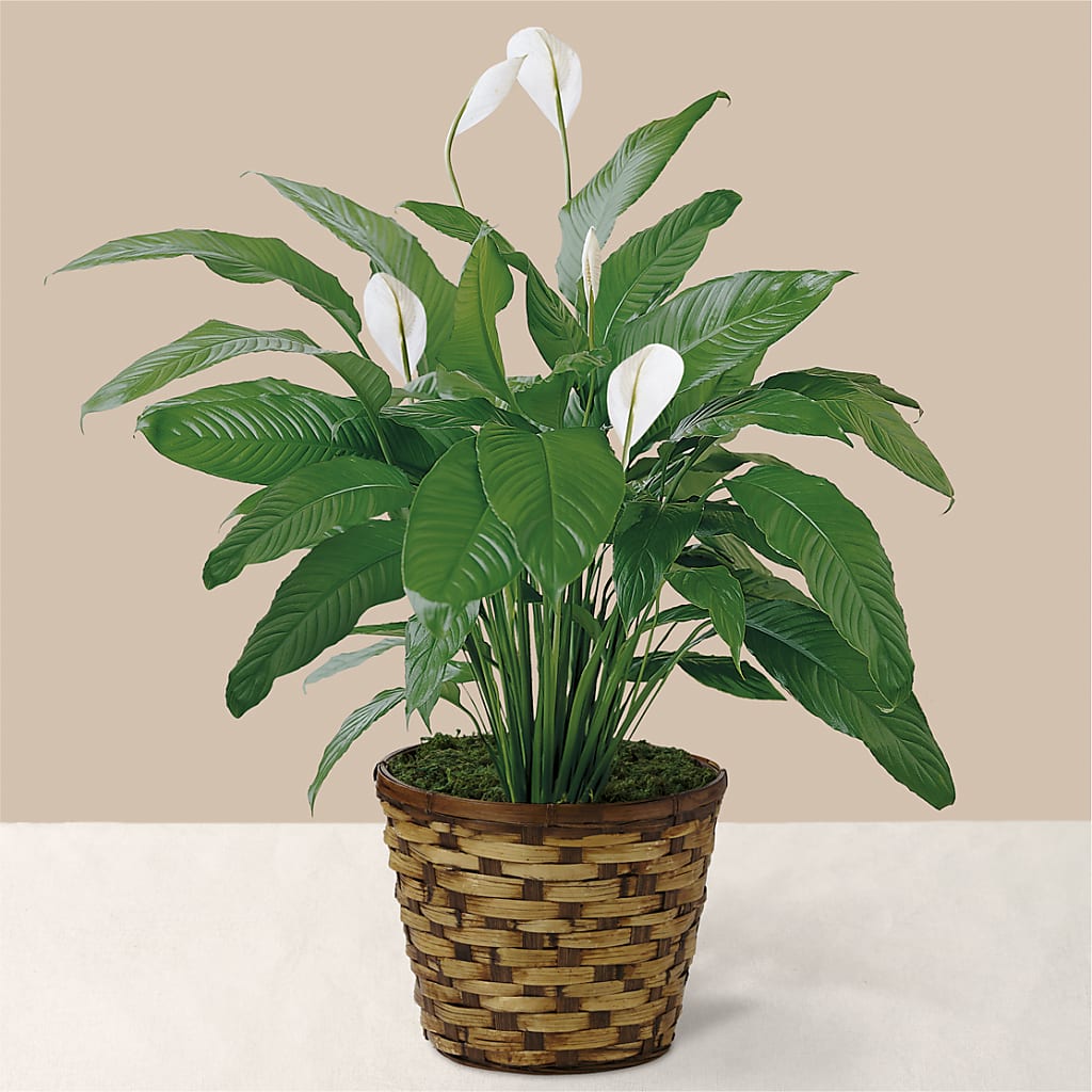 Tranquil Moments Peace Lily Plant – Flowers Y Detallitos Analy, Durham NC