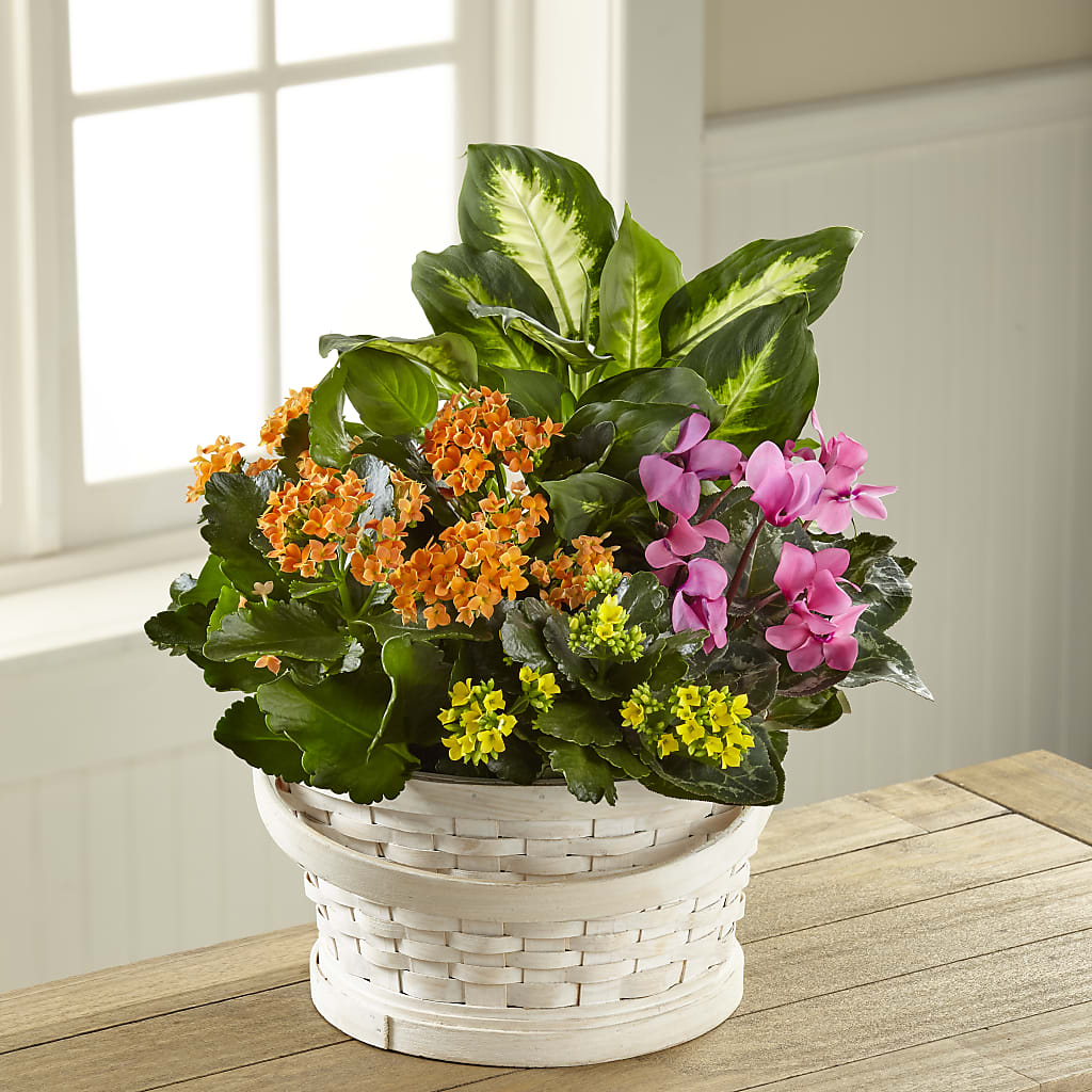 Color Crush Dishgarden – Flowers Y Detallitos Analy, Durham NC