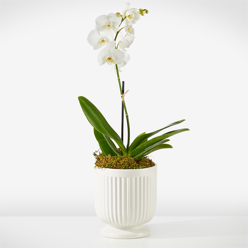 Whispering White Orchid – Flowers Y Detallitos Analy, Durham NC
