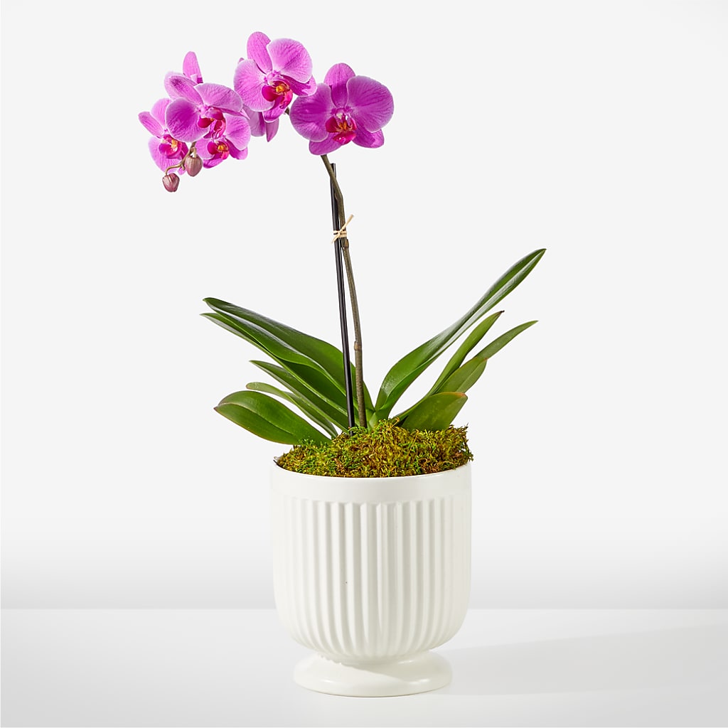 Friendly Fuchsia Orchid – Flowers Y Detallitos Analy, Durham NC
