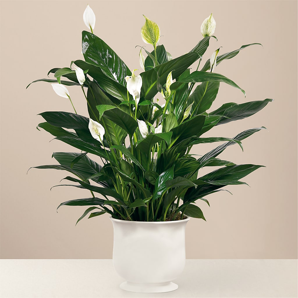 Comfort Planter – Flowers Y Detallitos Analy, Durham NC