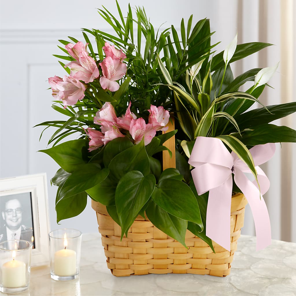 Living Spirit Dishgarden – Flowers Y Detallitos Analy, Durham NC