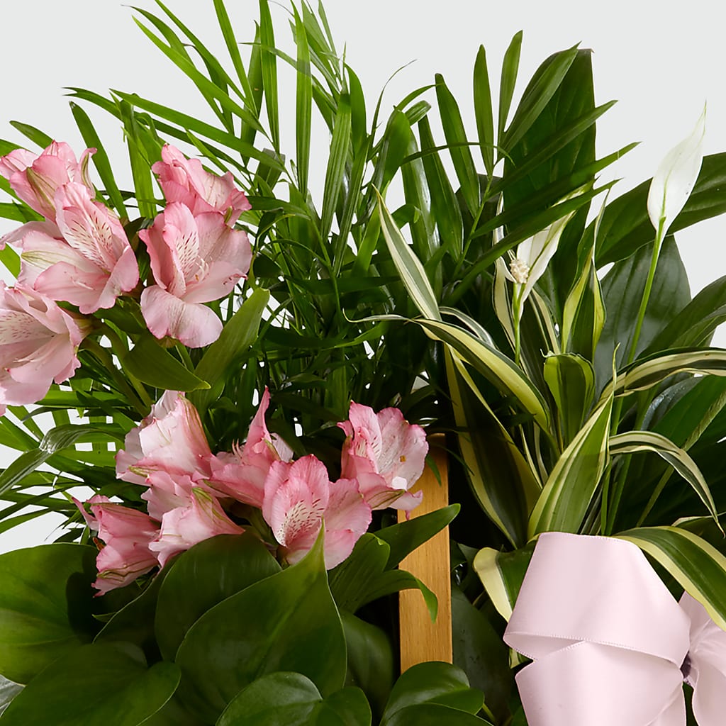 Living Spirit Dishgarden – Flowers Y Detallitos Analy, Durham NC