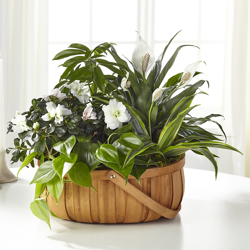 Serene Dishgarden – Flowers Y Detallitos Analy, Durham NC