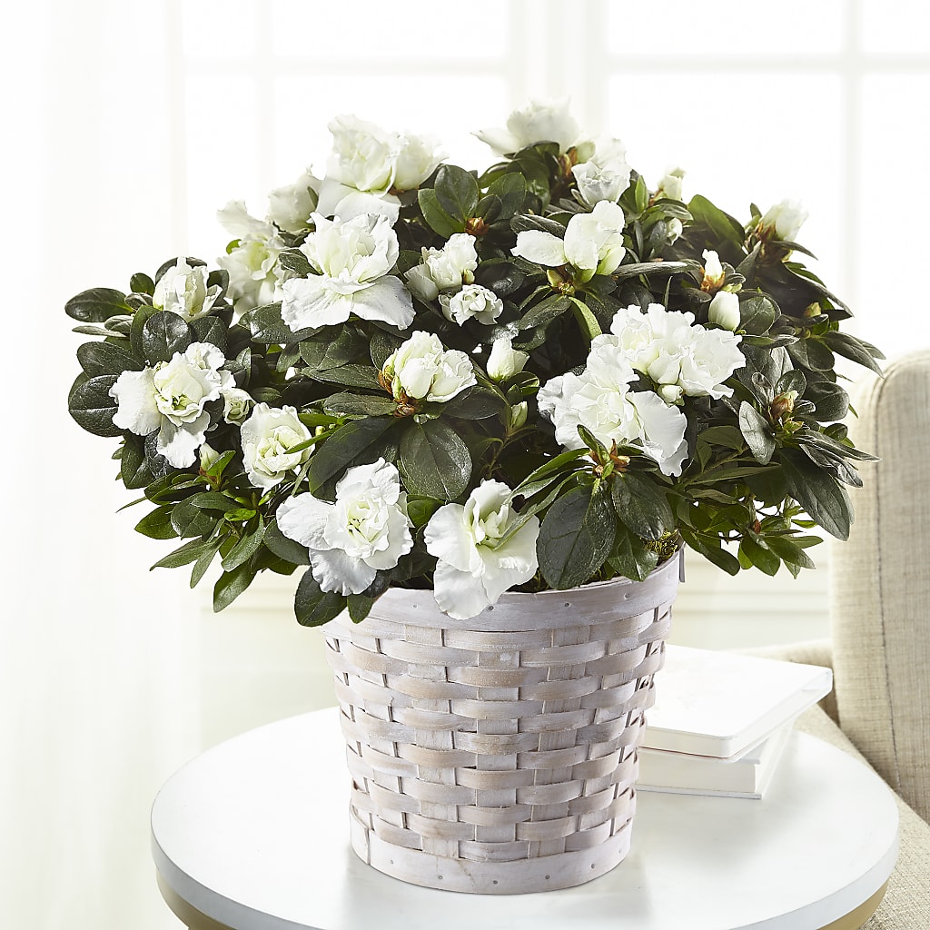 White Azalea Plant – Flowers Y Detallitos Analy, Durham NC