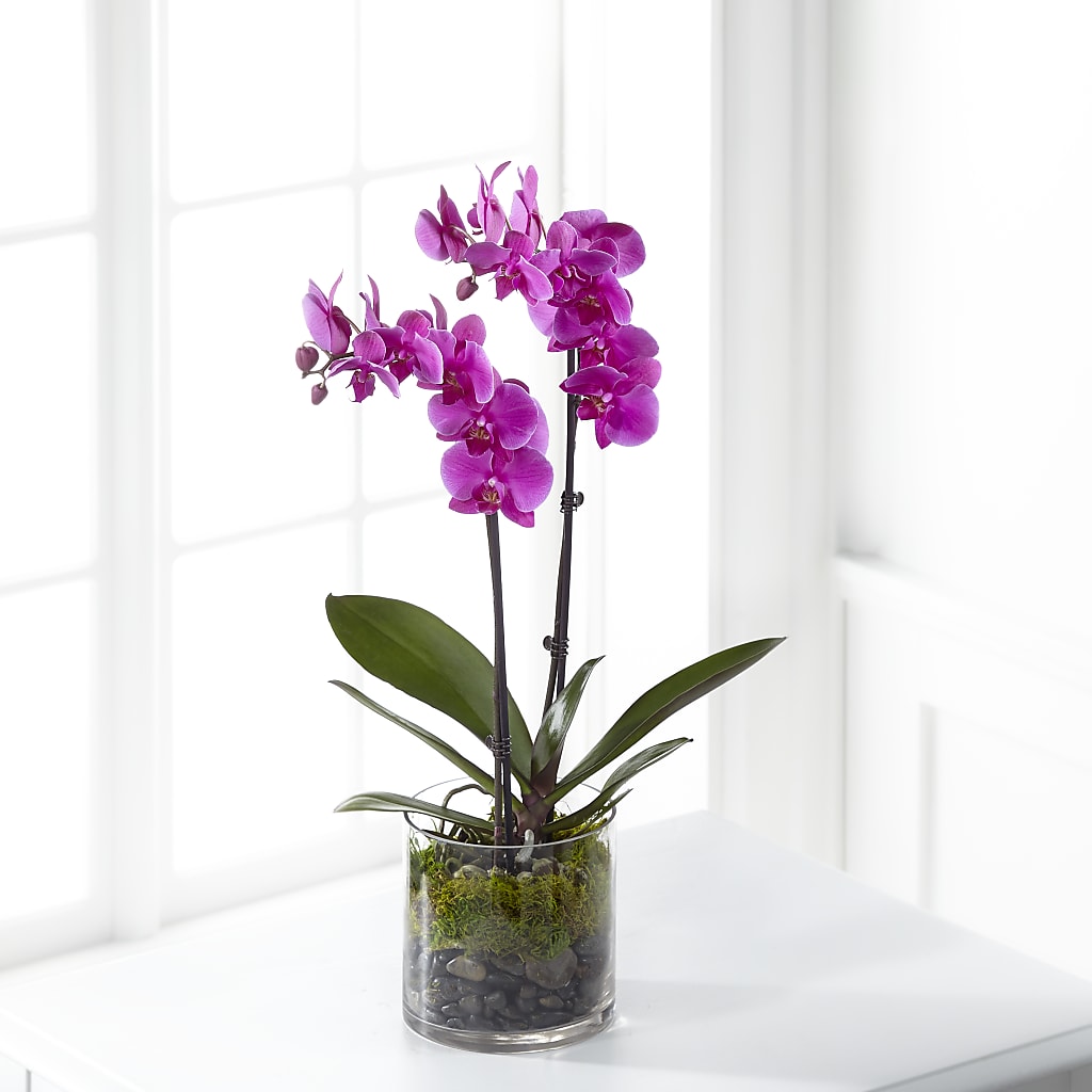 Pink Orchid Plant – Flowers Y Detallitos Analy, Durham NC