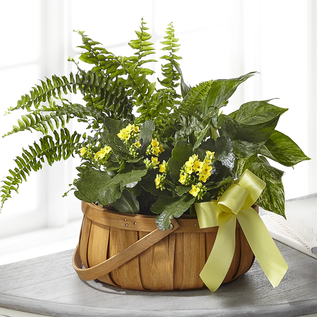 Always Dear Dishgarden – Flowers Y Detallitos Analy, Durham NC