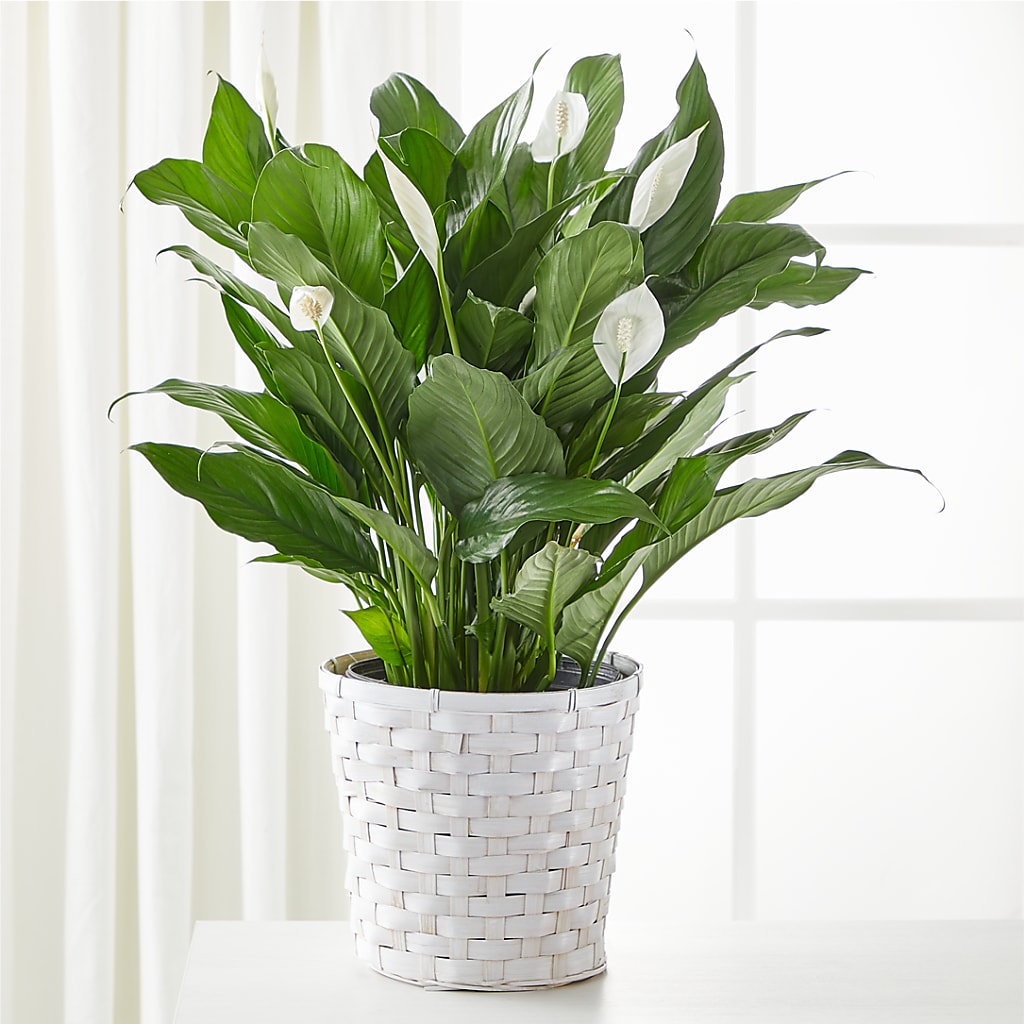 A New Leaf Peace Lily – Flowers Y Detallitos Analy, Durham NC