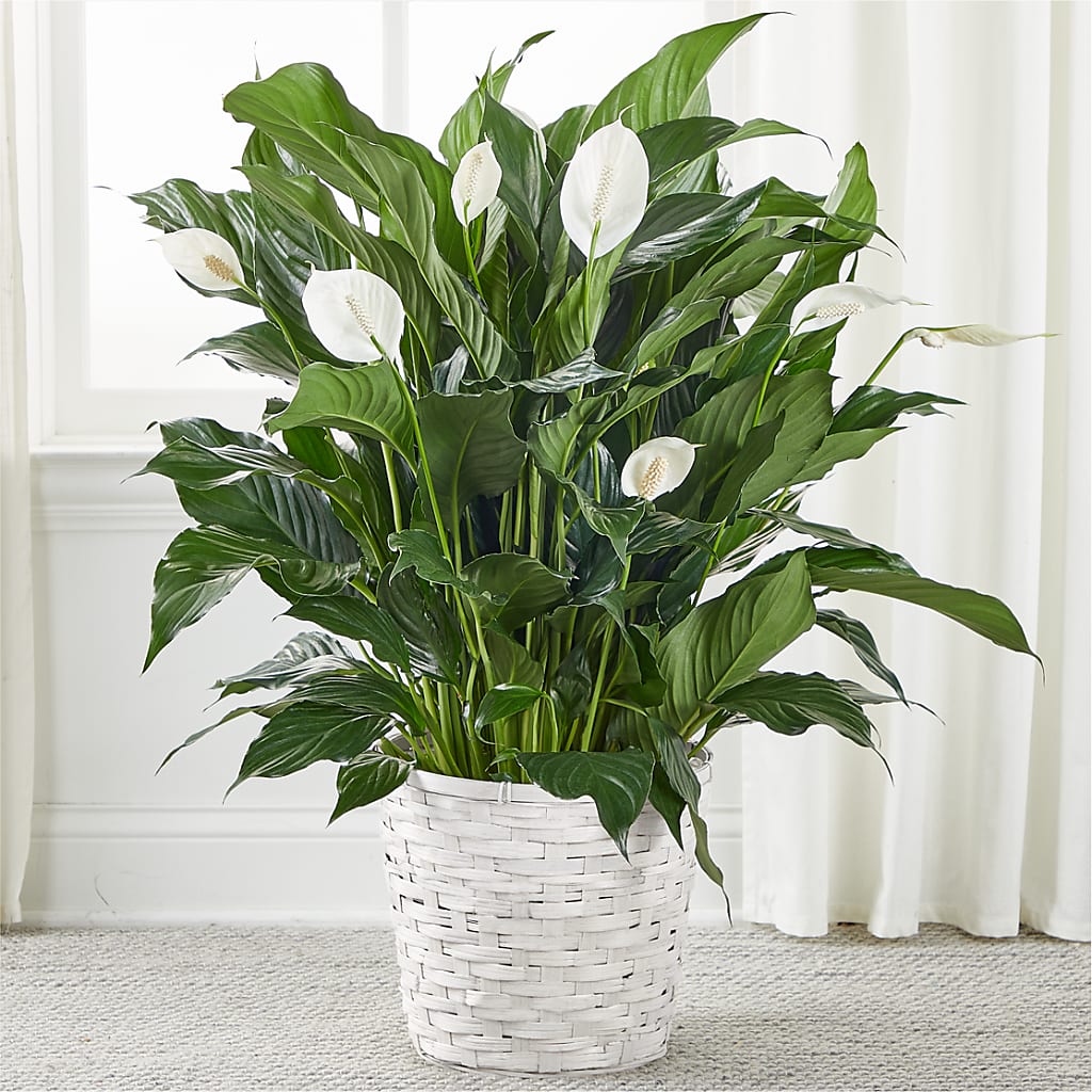 A New Leaf Peace Lily – Flowers Y Detallitos Analy, Durham NC