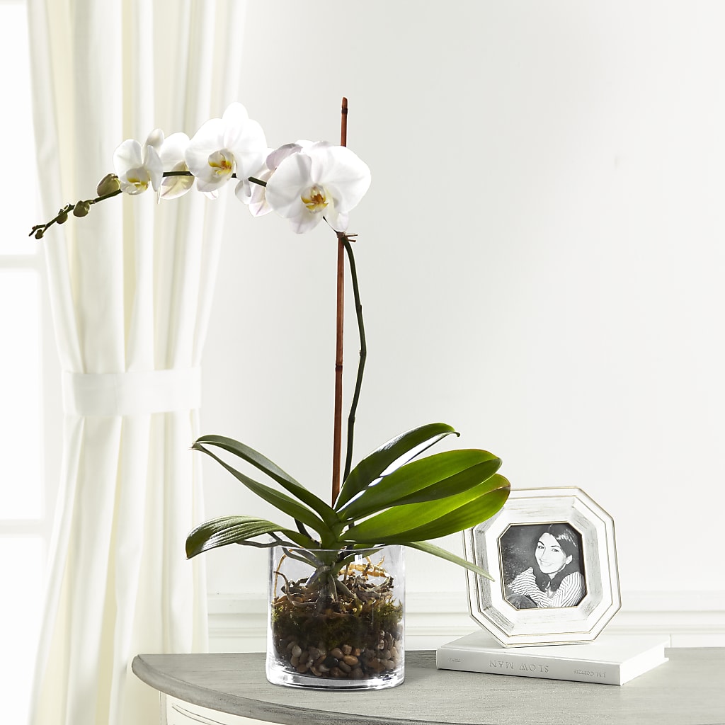 White Orchid Planter – Flowers Y Detallitos Analy, Durham NC