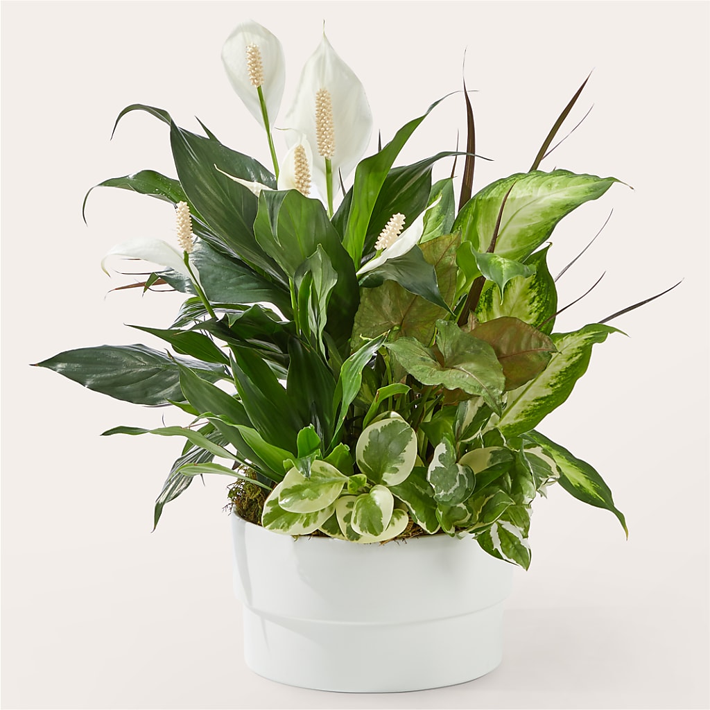 Radiating Positivity Dishgarden – Flowers Y Detallitos Analy, Durham NC