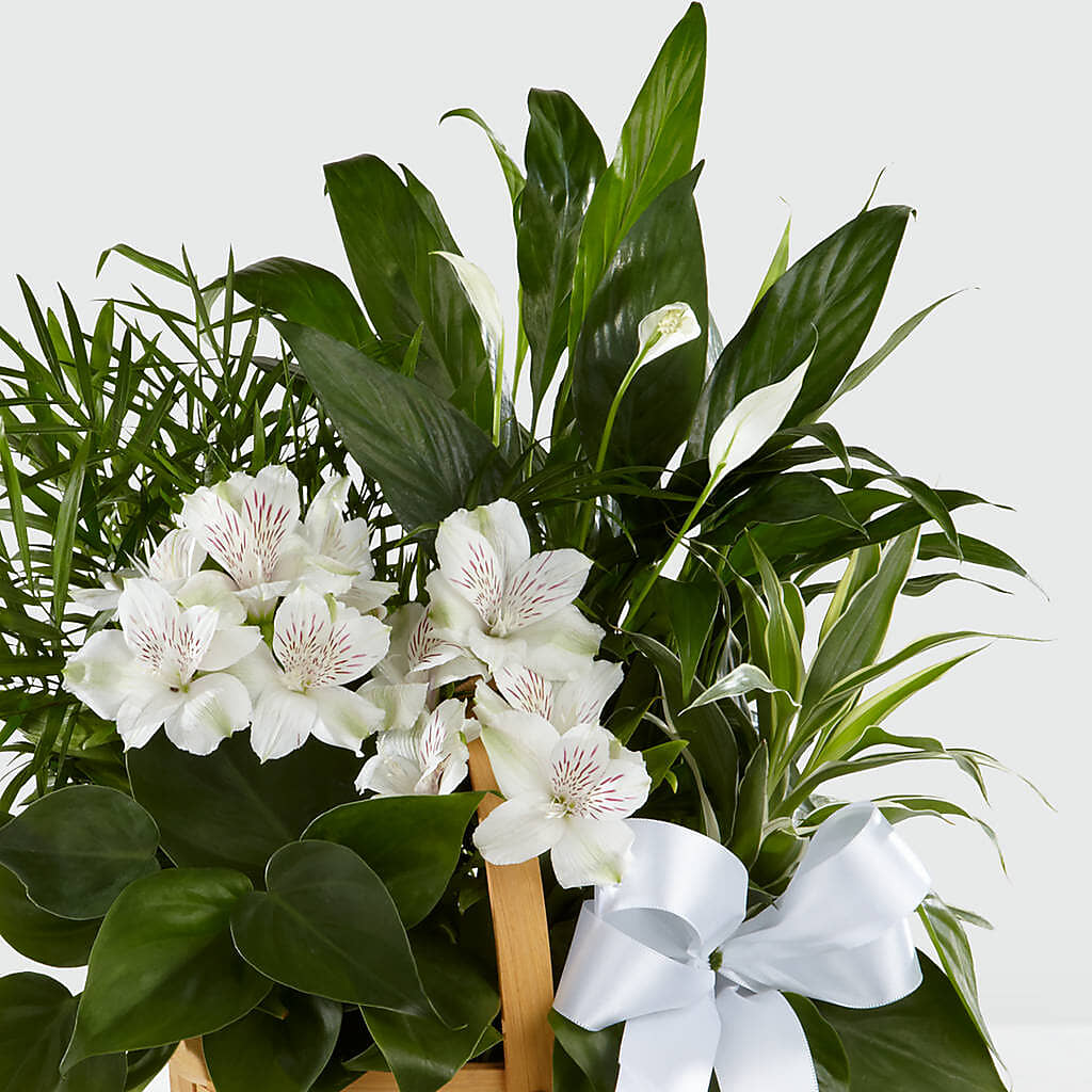 Peace & Serenity Dishgarden –  Flowers Y Detallitos Analy, Durham NC