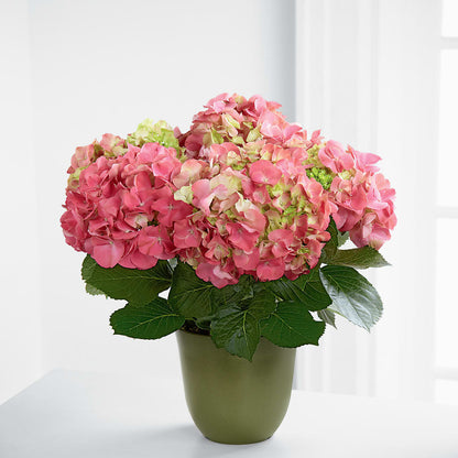 Pink Hydrangea Planter –  Flowers Y Detallitos Analy, Durham NC