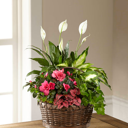 Dream in Pink Dishgarden –  Flowers Y Detallitos Analy, Durham NC
