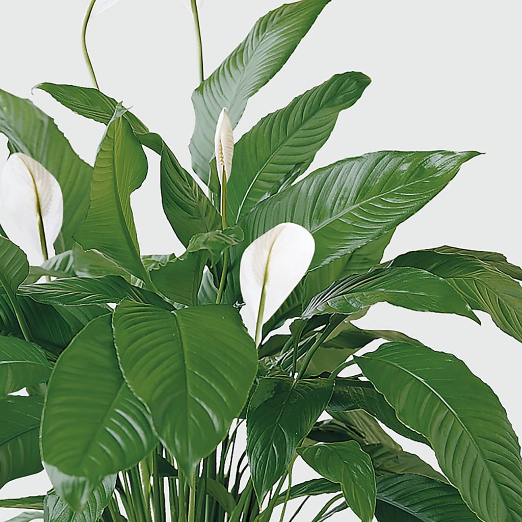 Tranquil Moments Peace Lily Plant –  Flowers Y Detallitos Analy, Durham NC