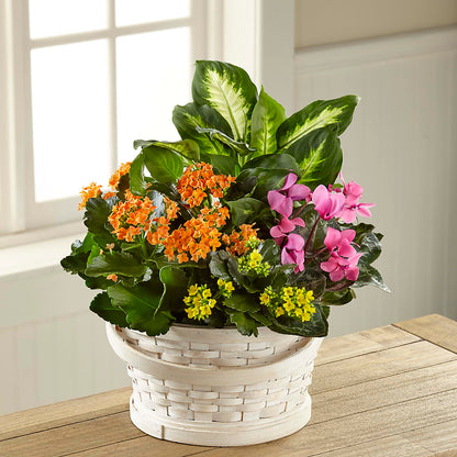 Color Crush Dishgarden –  Flowers Y Detallitos Analy, Durham NC