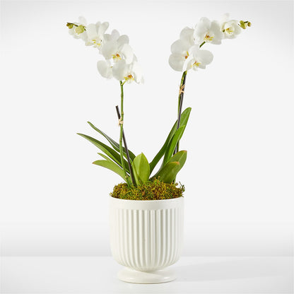 Orquídea Blanca Susurrante