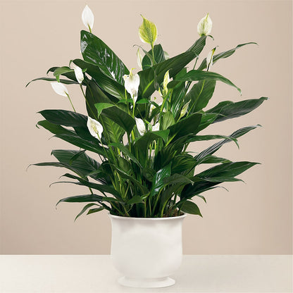 Comfort Planter –  Flowers Y Detallitos Analy, Durham NC