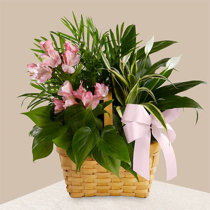 Living Spirit Dishgarden –  Flowers Y Detallitos Analy, Durham NC