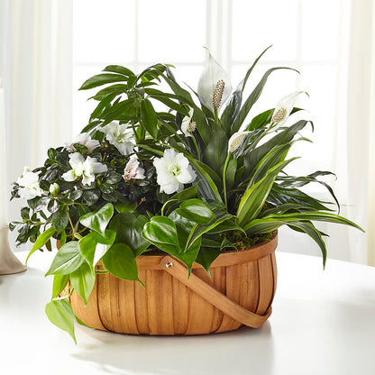 Serene Dishgarden –  Flowers Y Detallitos Analy, Durham NC