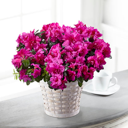 Hope & Serenity Azalea Plant –  Flowers Y Detallitos Analy, Durham NC