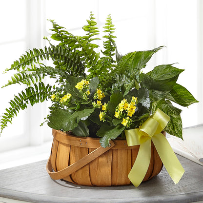 Always Dear Dishgarden –  Flowers Y Detallitos Analy, Durham NC