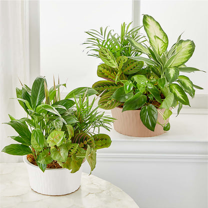 Balance & Harmony Dishgarden –  Flowers Y Detallitos Analy, Durham NC