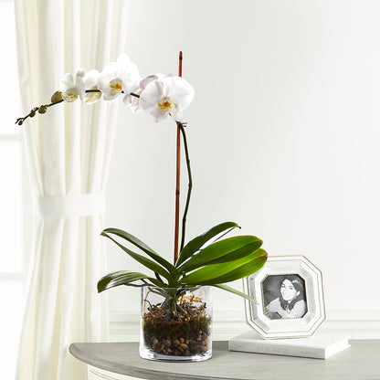 White Orchid Planter –  Flowers Y Detallitos Analy, Durham NC